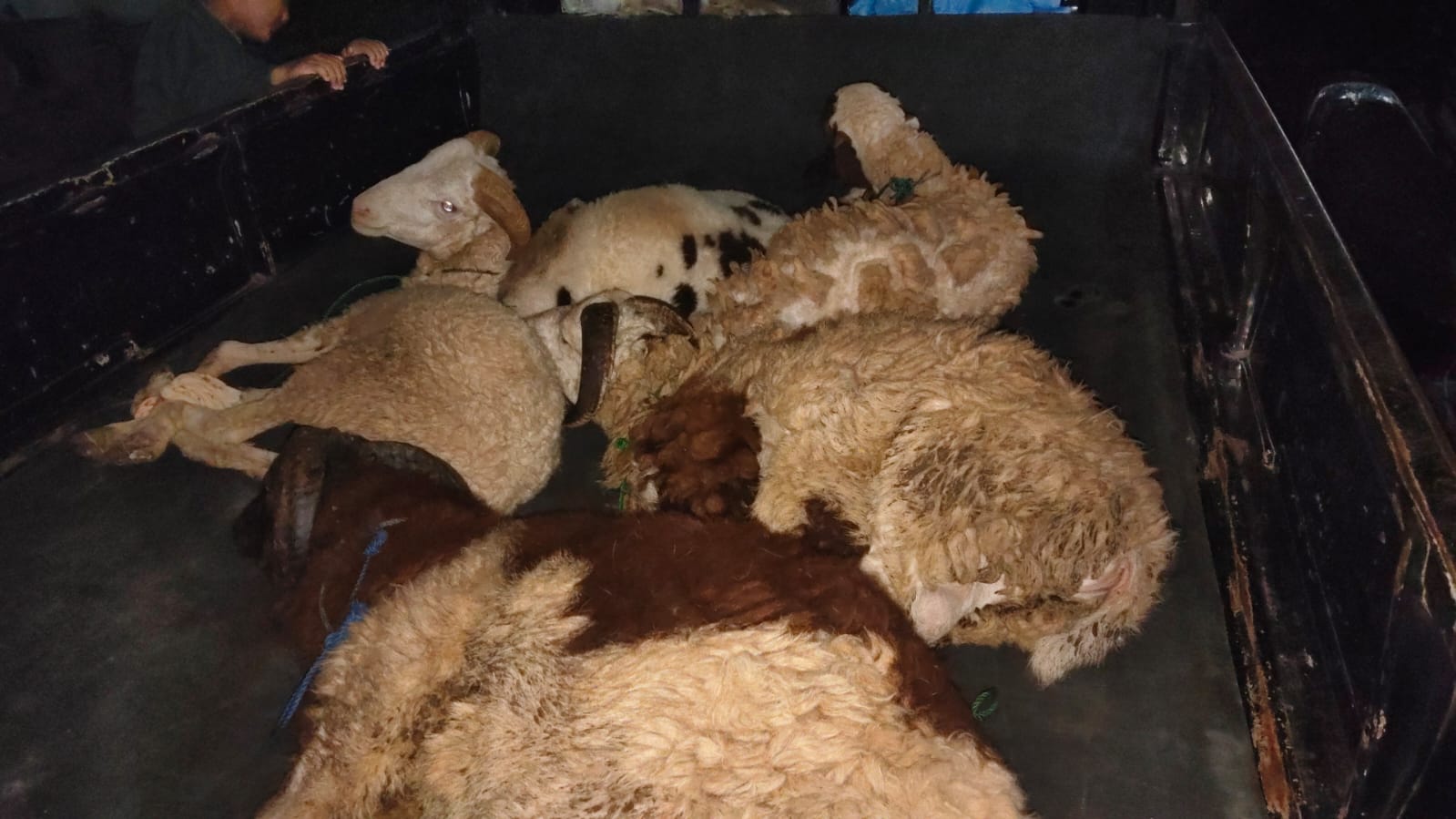 Distribusi Kurban 5 Ekor Domba Yayasan Cipta Insan Unggul